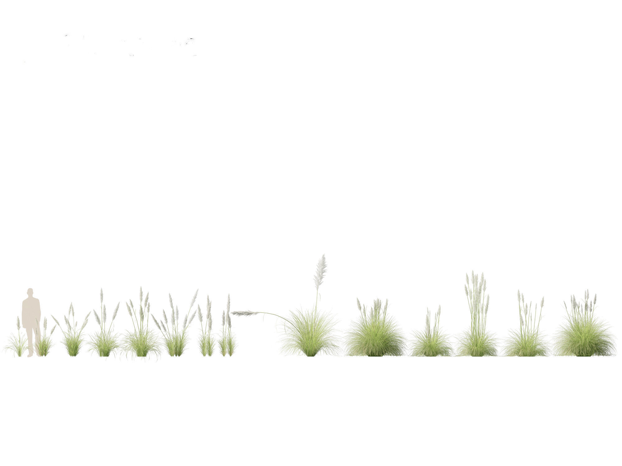 Cortaderia selloana - Pampas grass 01 3D model_2