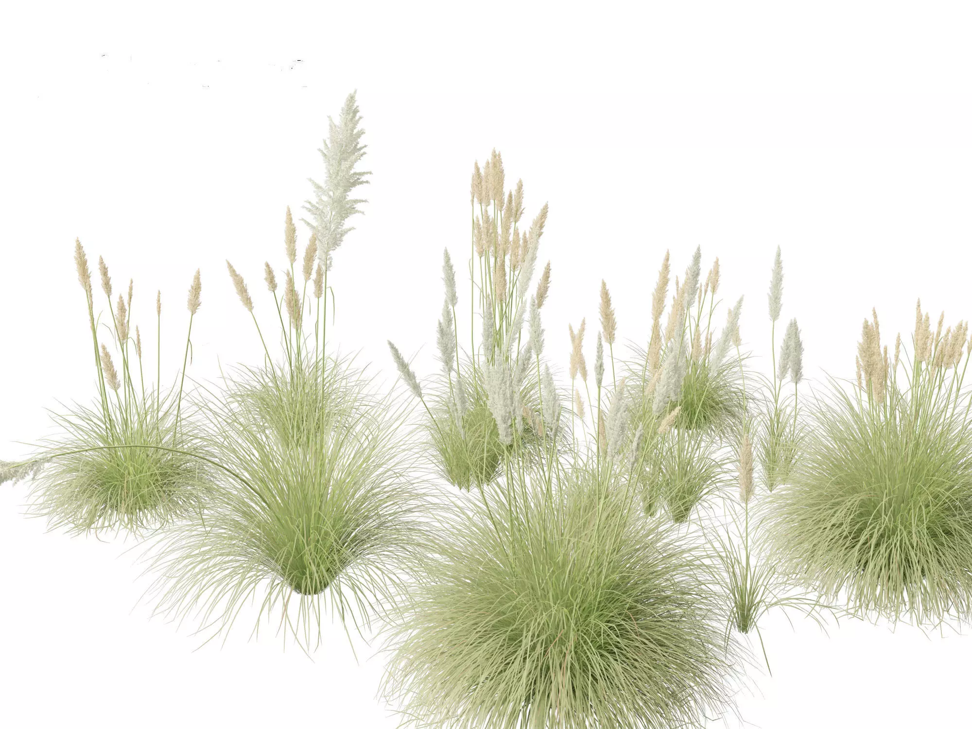 Cortaderia selloana - Pampas grass 01 3D model_0