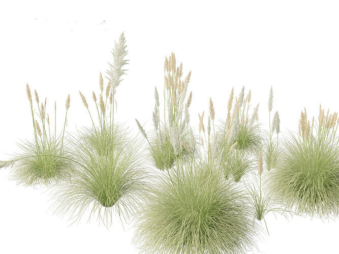 Cortaderia selloana - Pampas grass 01 3D model