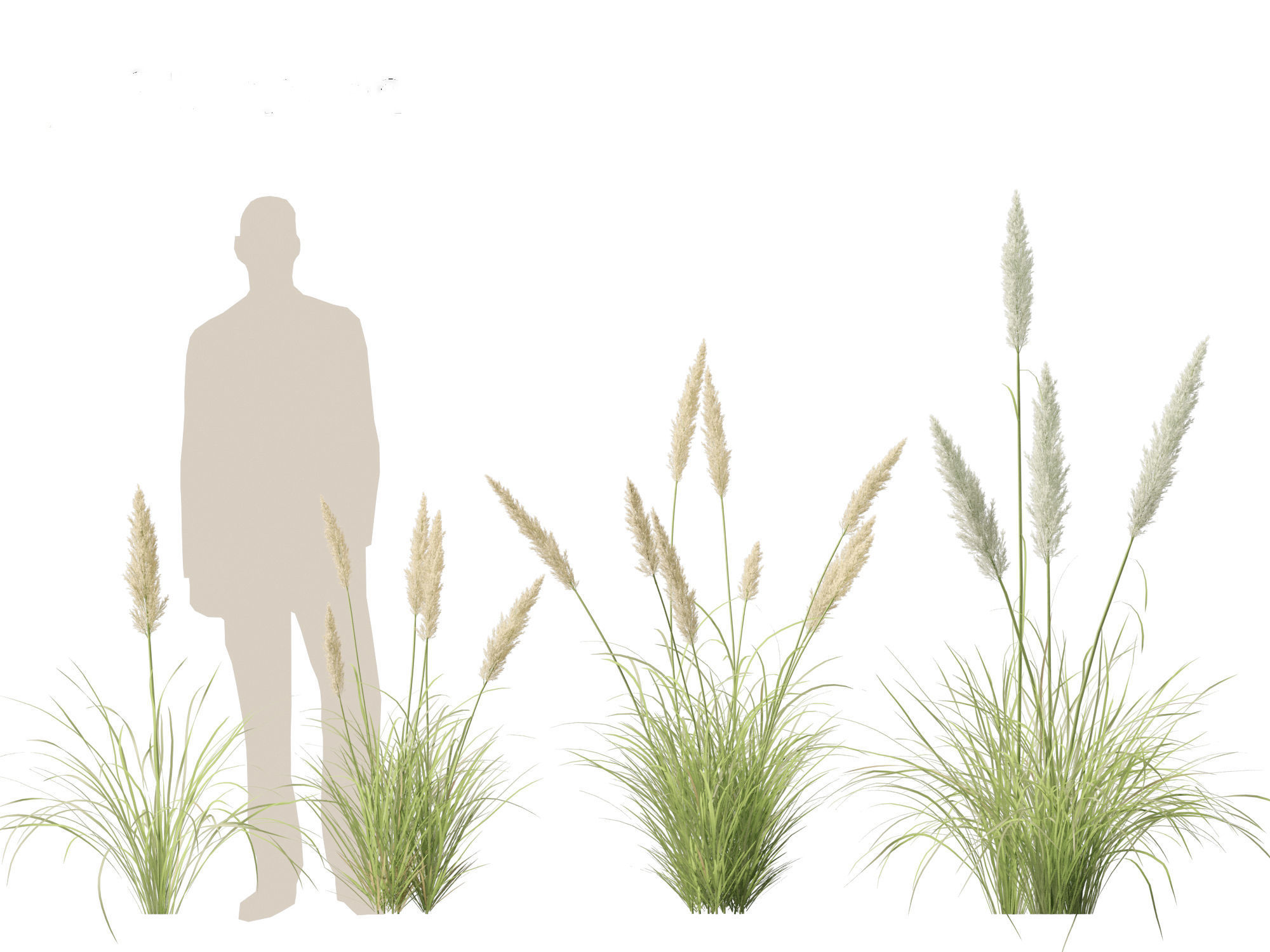 Cortaderia selloana - Pampas grass 01 3D model_5