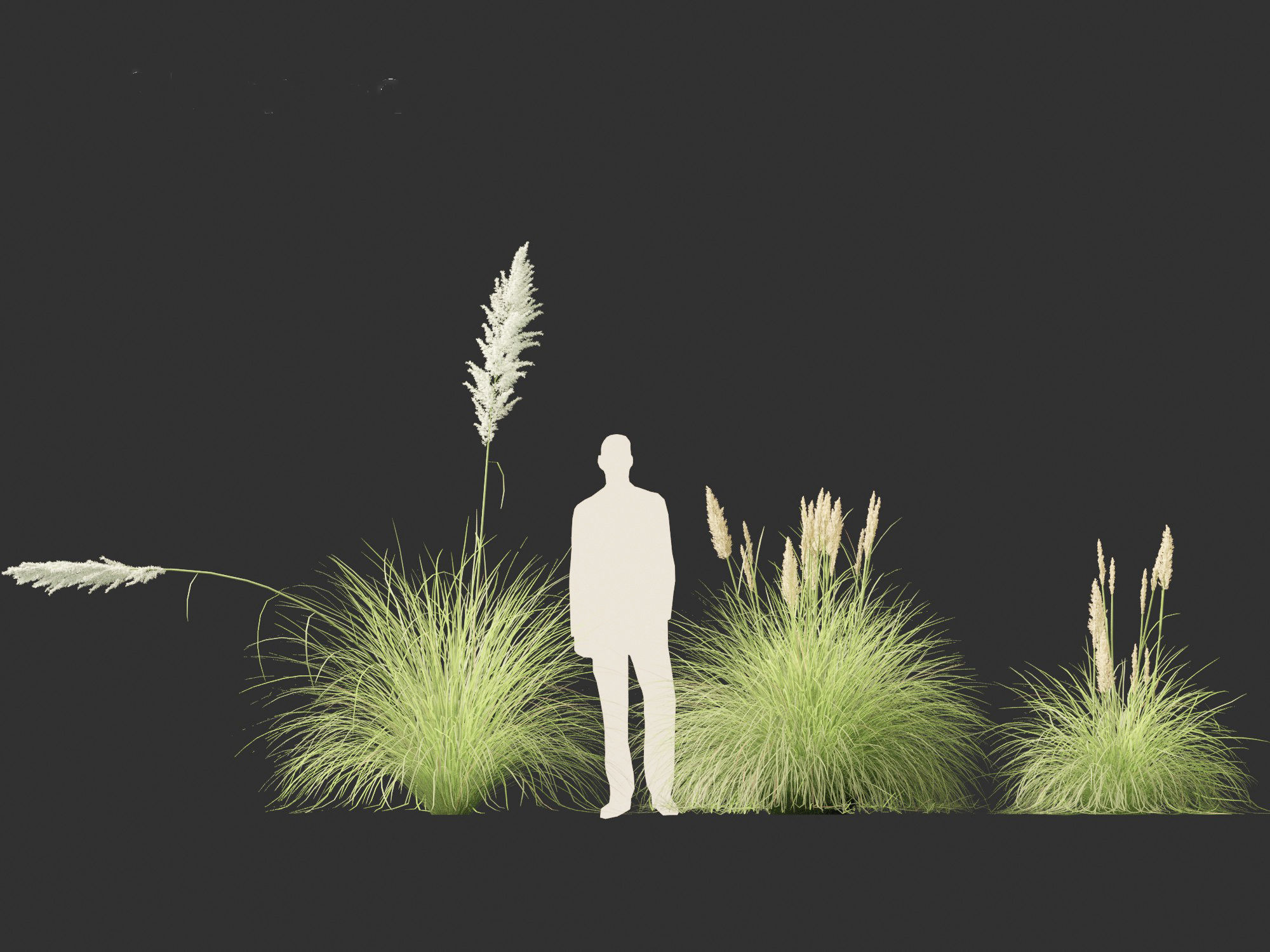 Cortaderia selloana - Pampas grass 01 3D model_10