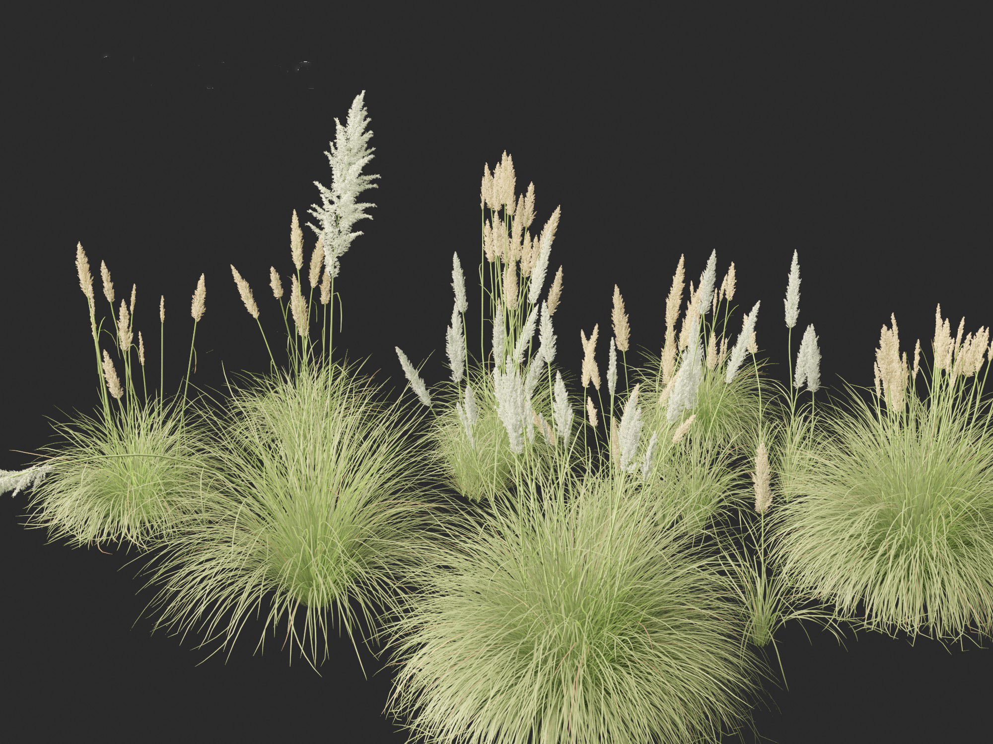 Cortaderia selloana - Pampas grass 01 3D model_1