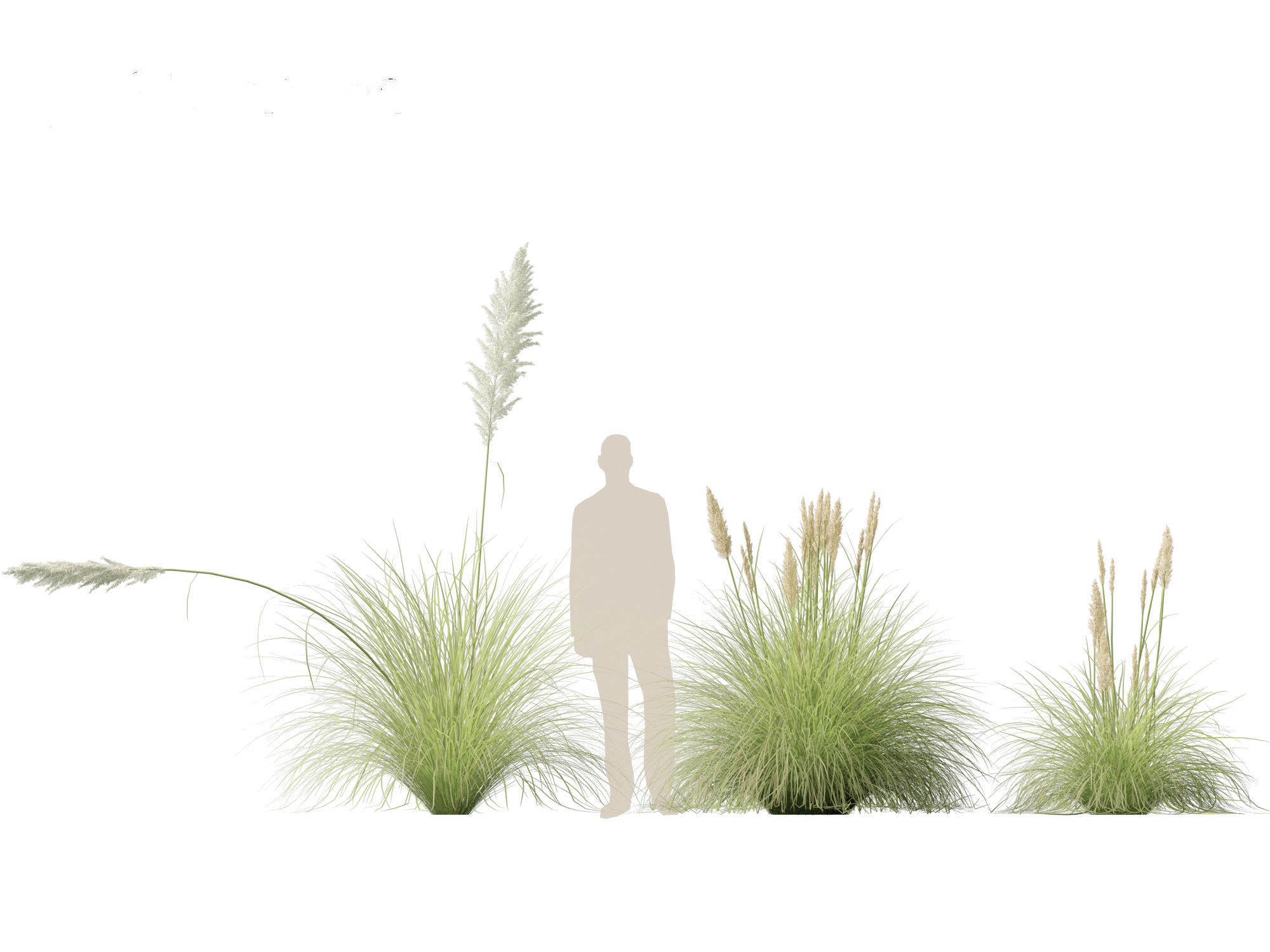 Cortaderia selloana - Pampas grass 01 3D model_9
