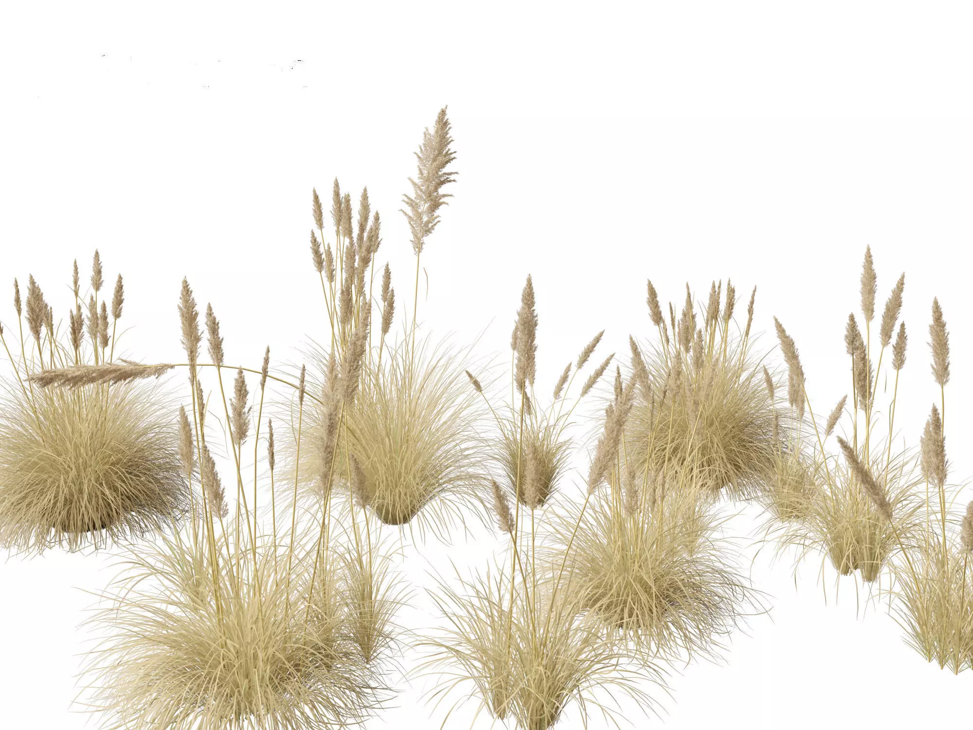 Cortaderia selloana - Pampas grass 02 3D model