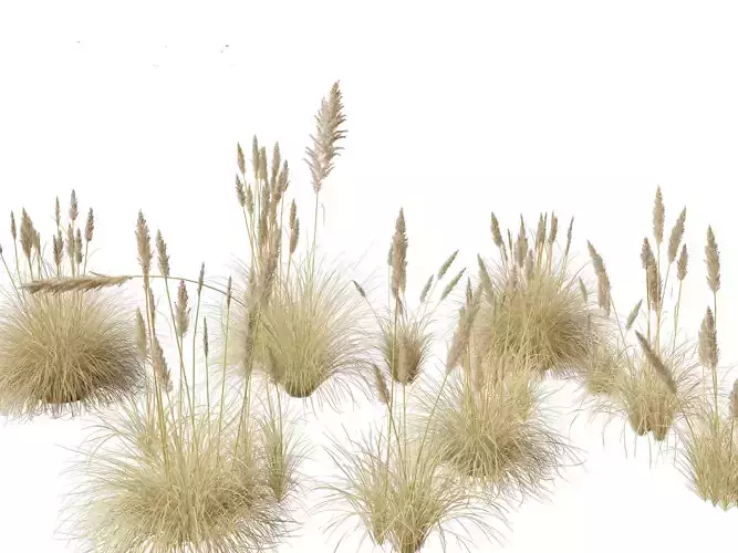 Cortaderia selloana - Pampas grass 02