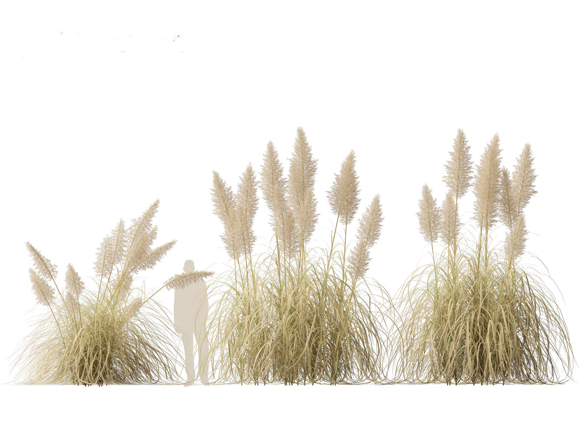 Cortaderia selloana - Pampas grass 03 3D model_8