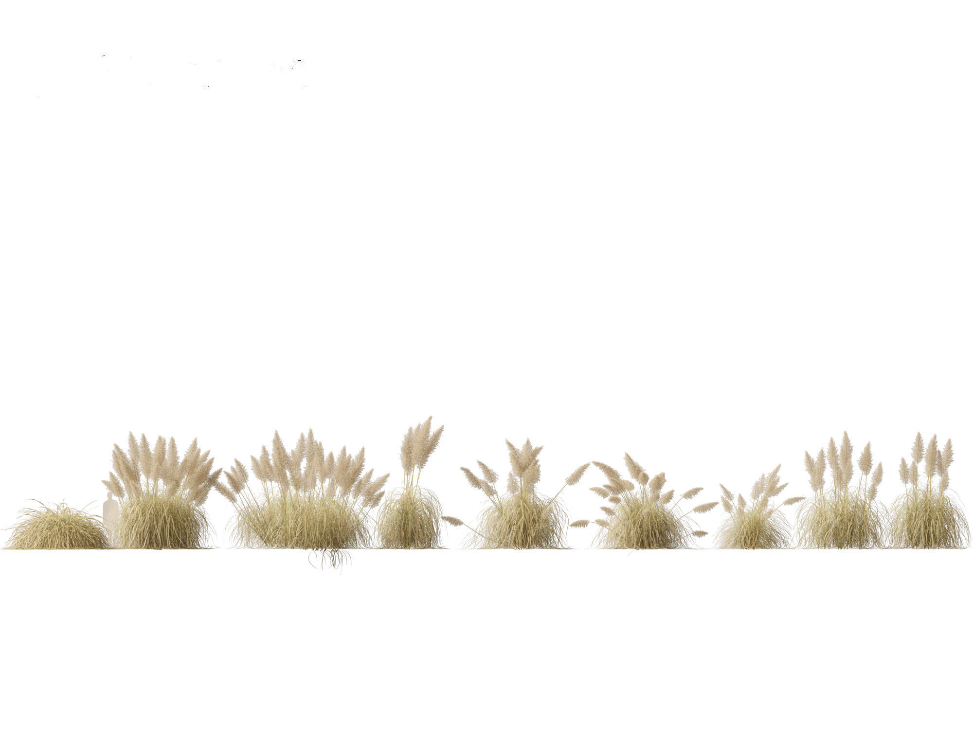 Cortaderia selloana - Pampas grass 03 3D model_2