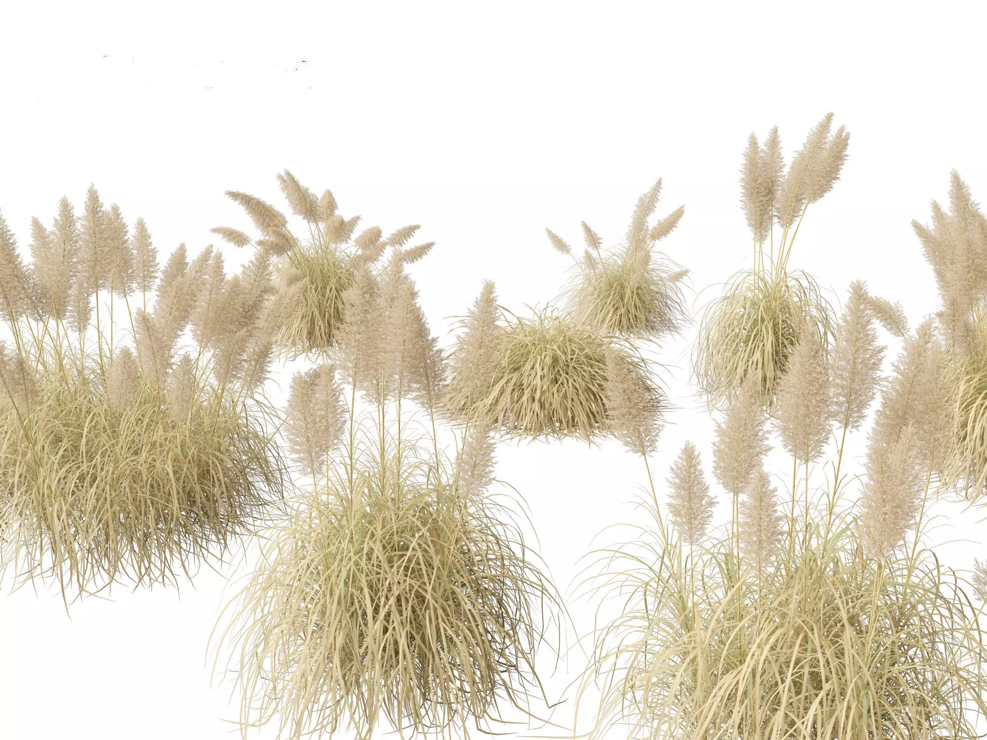 Cortaderia selloana - Pampas grass 03 3D model_0