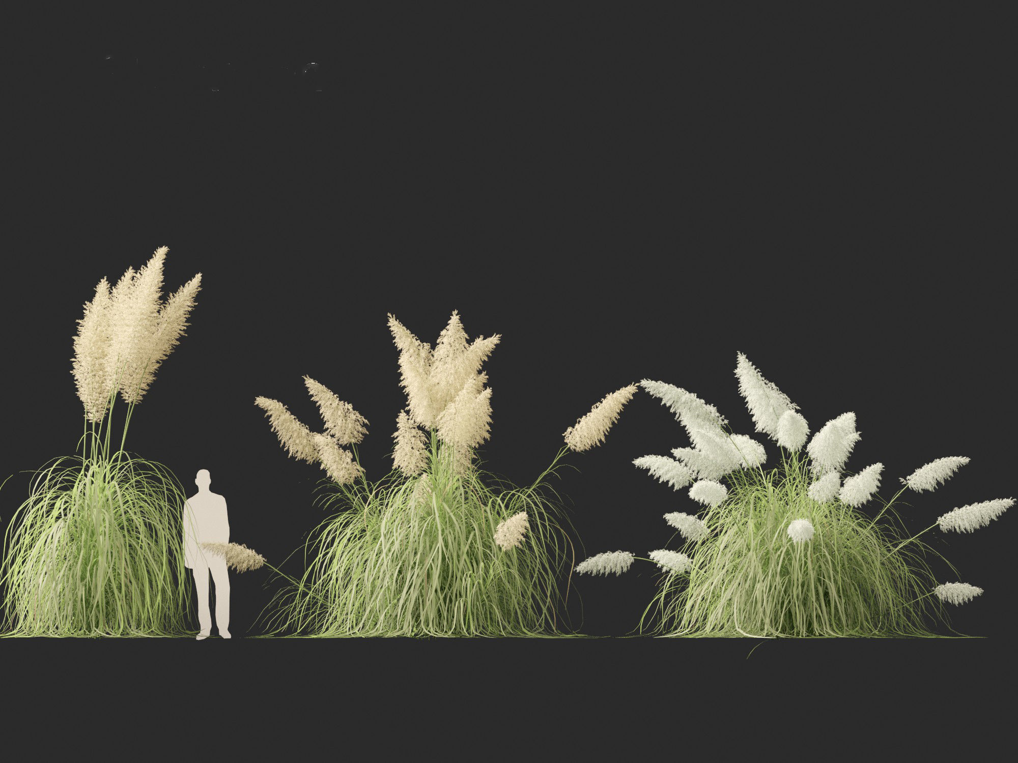Cortaderia selloana - Pampas grass 04 3D model_7