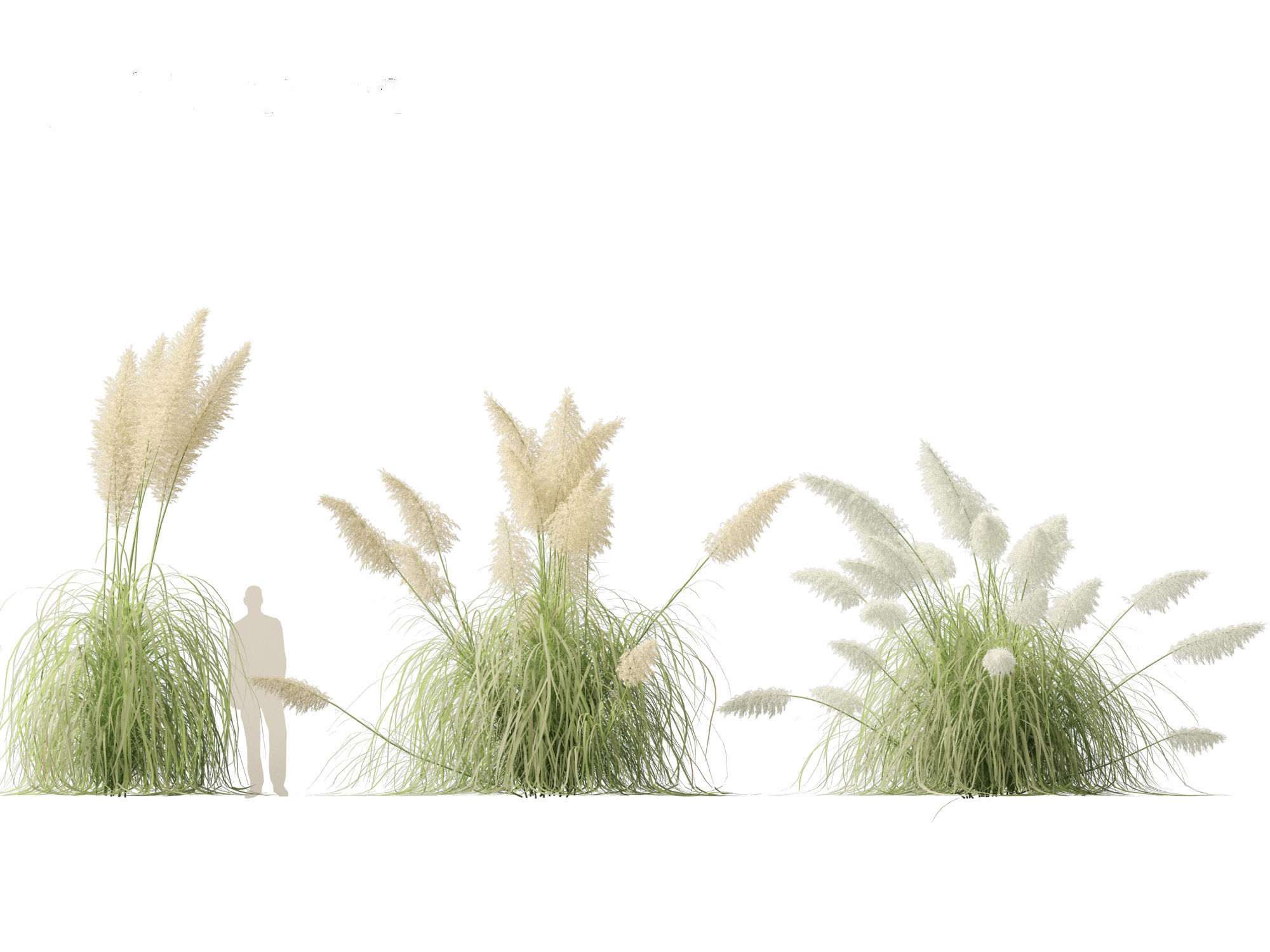 Cortaderia selloana - Pampas grass 04 3D model_6