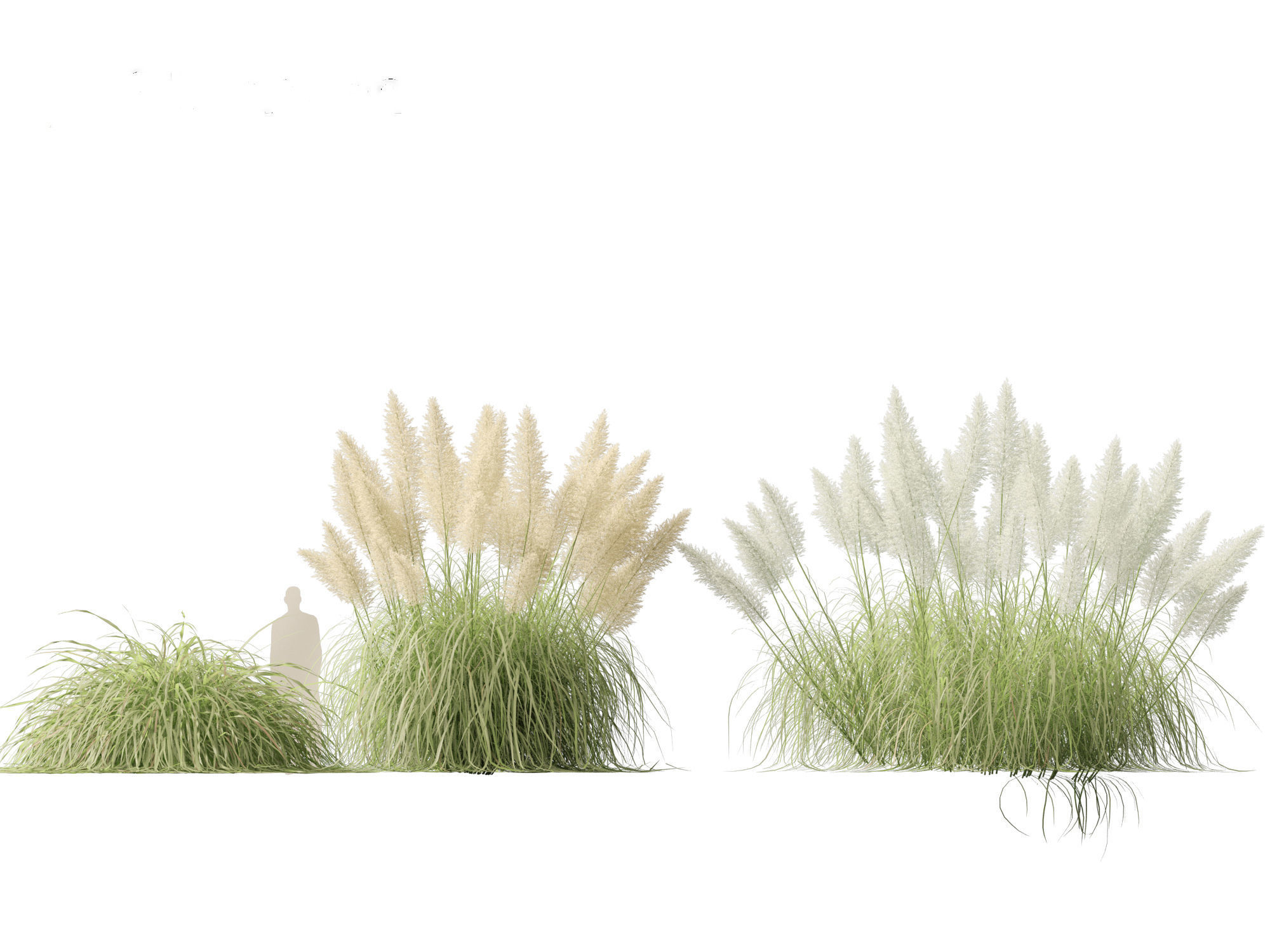 Cortaderia selloana - Pampas grass 04 3D model_4
