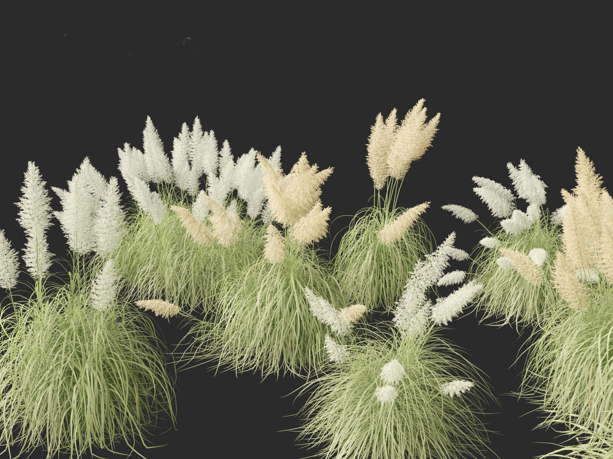 Cortaderia selloana - Pampas grass 04 3D model_1