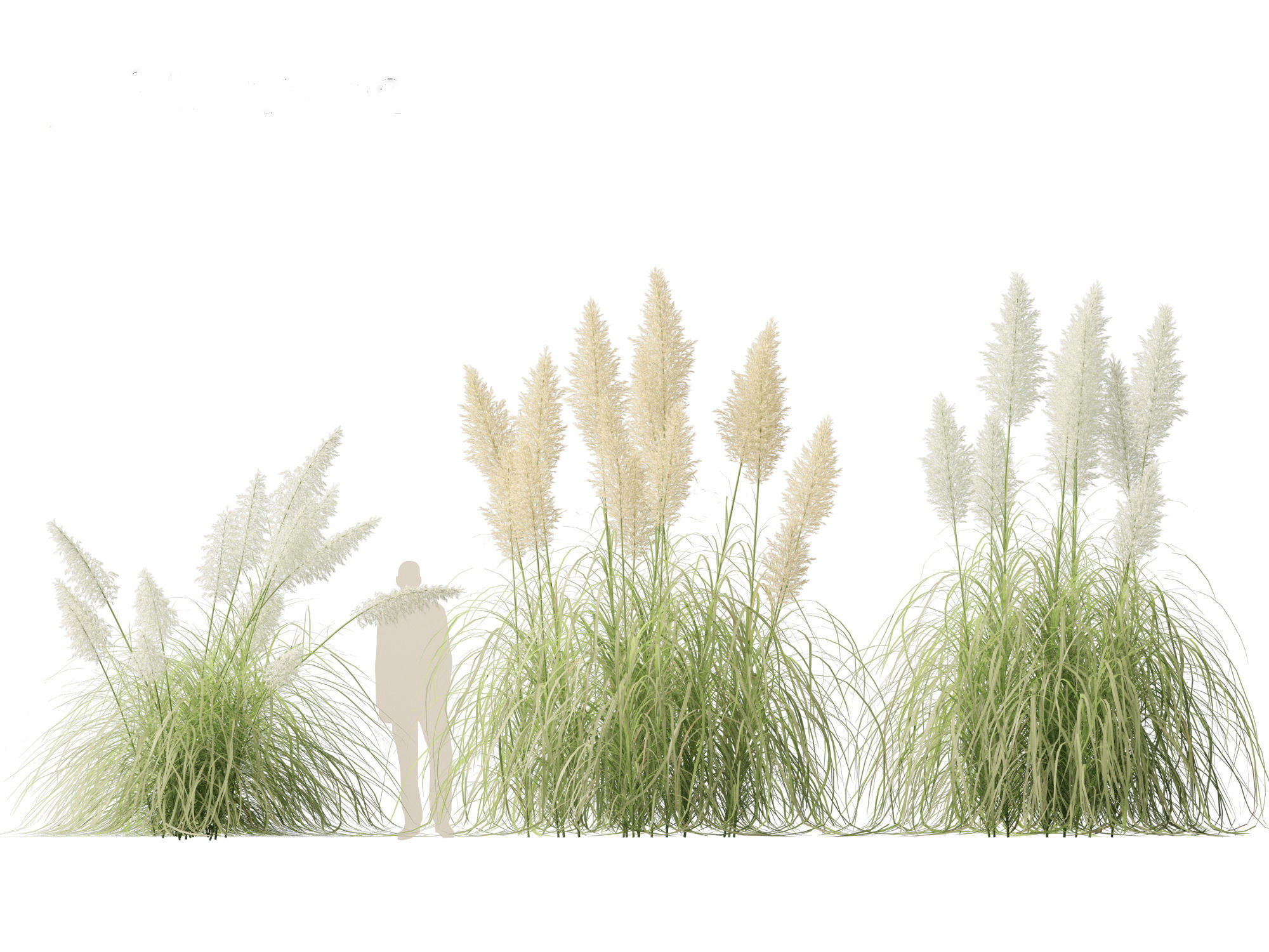 Cortaderia selloana - Pampas grass 04 3D model_8