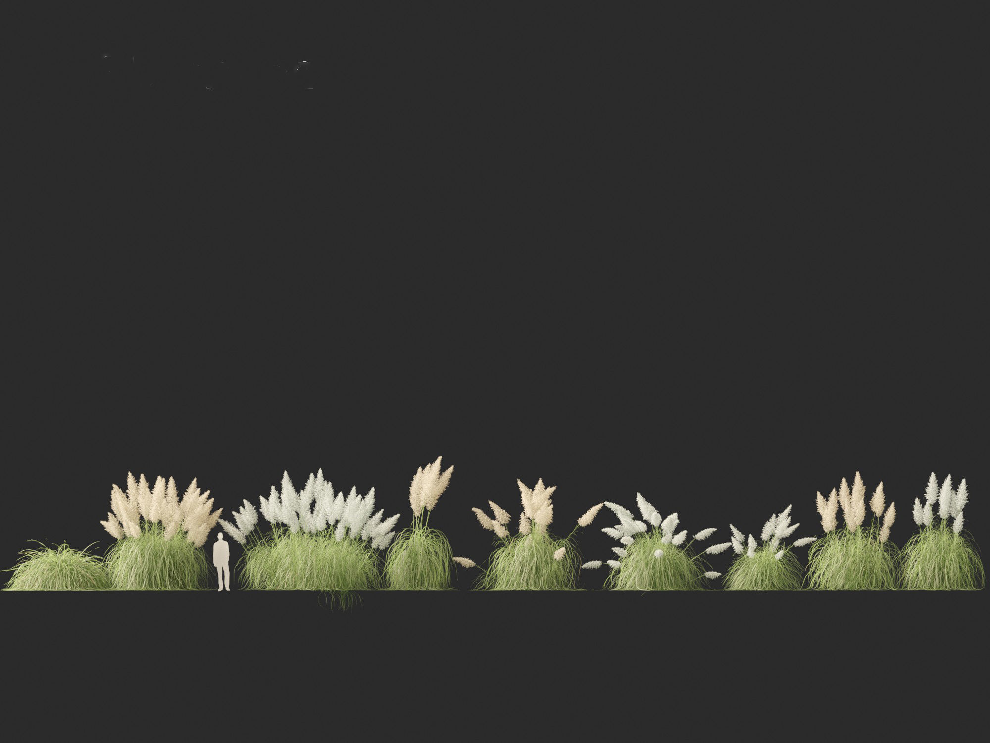 Cortaderia selloana - Pampas grass 04 3D model_3