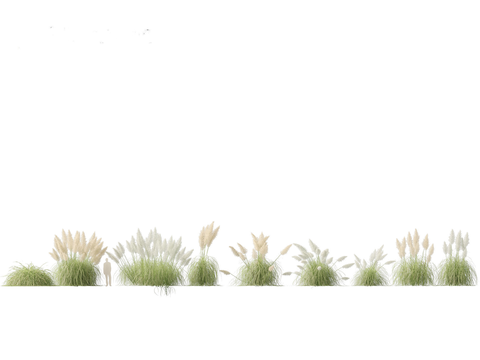 Cortaderia selloana - Pampas grass 04 3D model_2