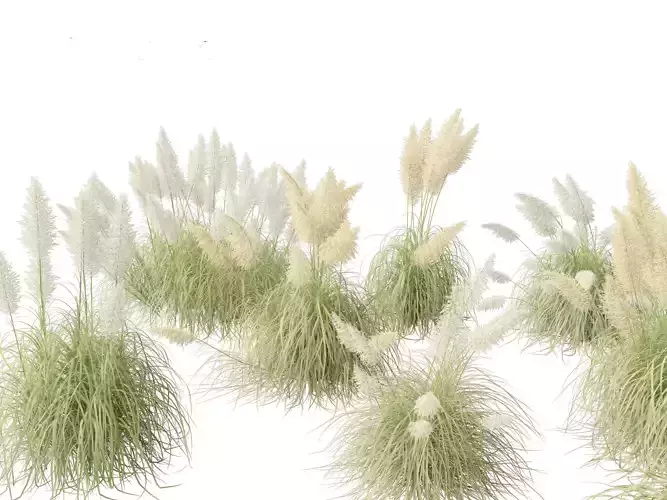 Cortaderia selloana - Pampas grass 04