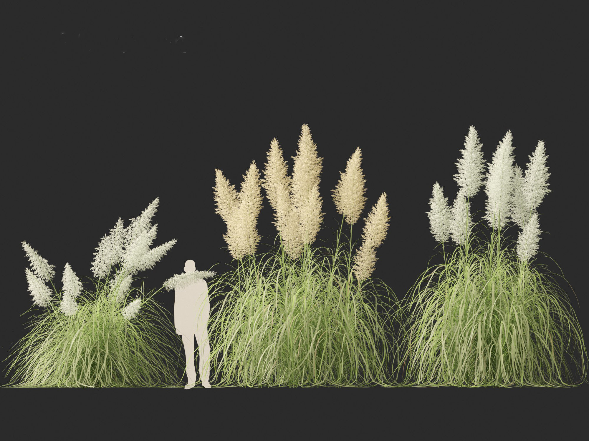 Cortaderia selloana - Pampas grass 04 3D model_9