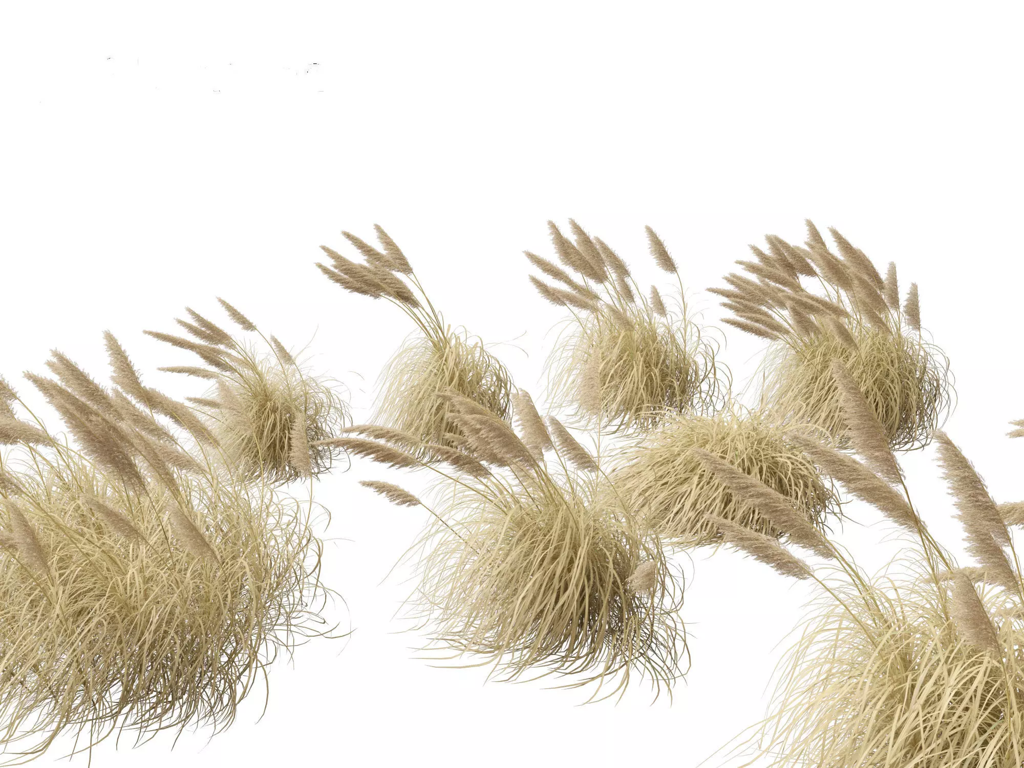 Cortaderia selloana - Pampas grass 05 3D model