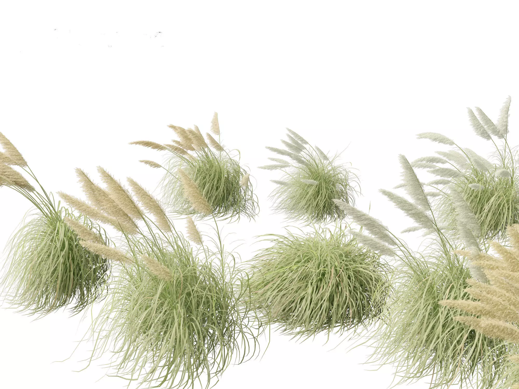 Cortaderia selloana - Pampas grass 06 3D model_0