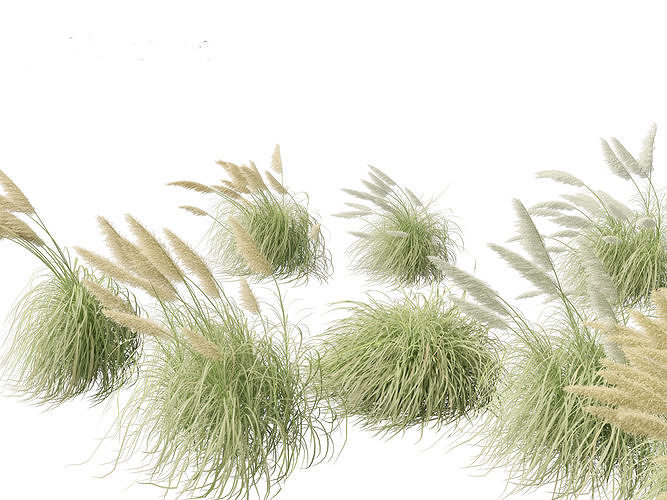 Cortaderia selloana - Pampas grass 06 3D model