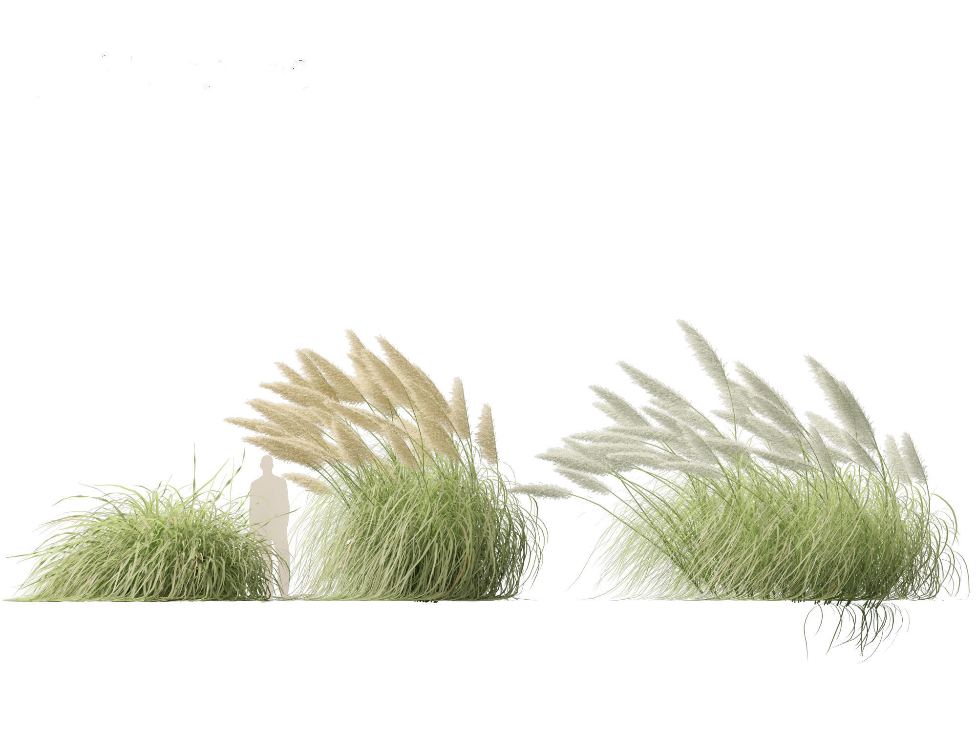 Cortaderia selloana - Pampas grass 06 3D model_5