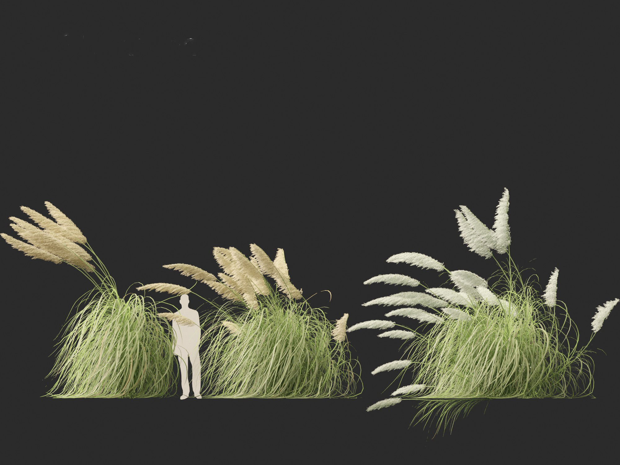 Cortaderia selloana - Pampas grass 06 3D model_9