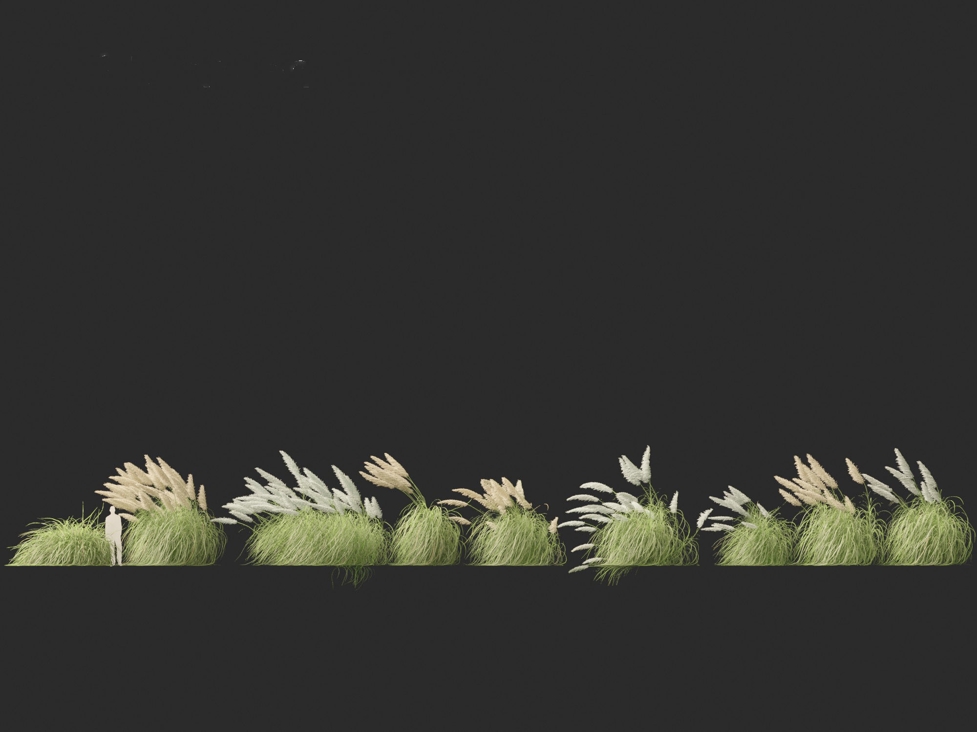 Cortaderia selloana - Pampas grass 06 3D model_4