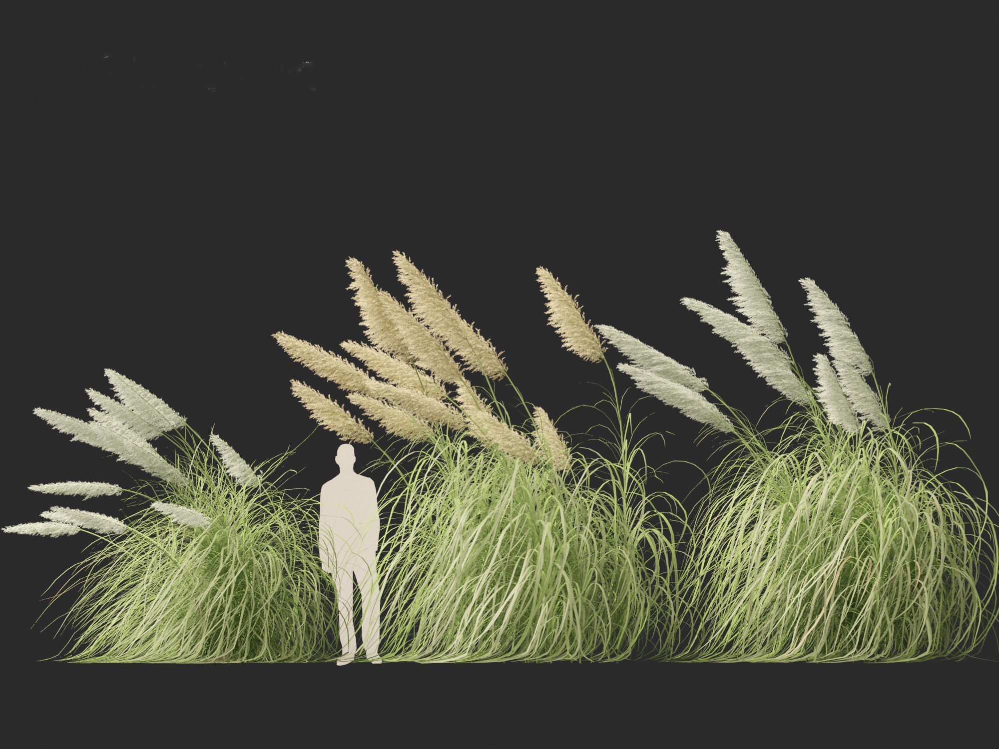 Cortaderia selloana - Pampas grass 06 3D model_8