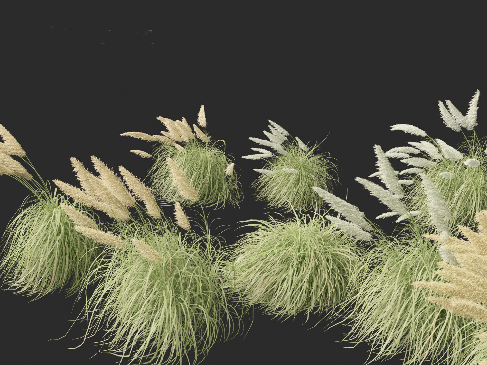 Cortaderia selloana - Pampas grass 06 3D model_1