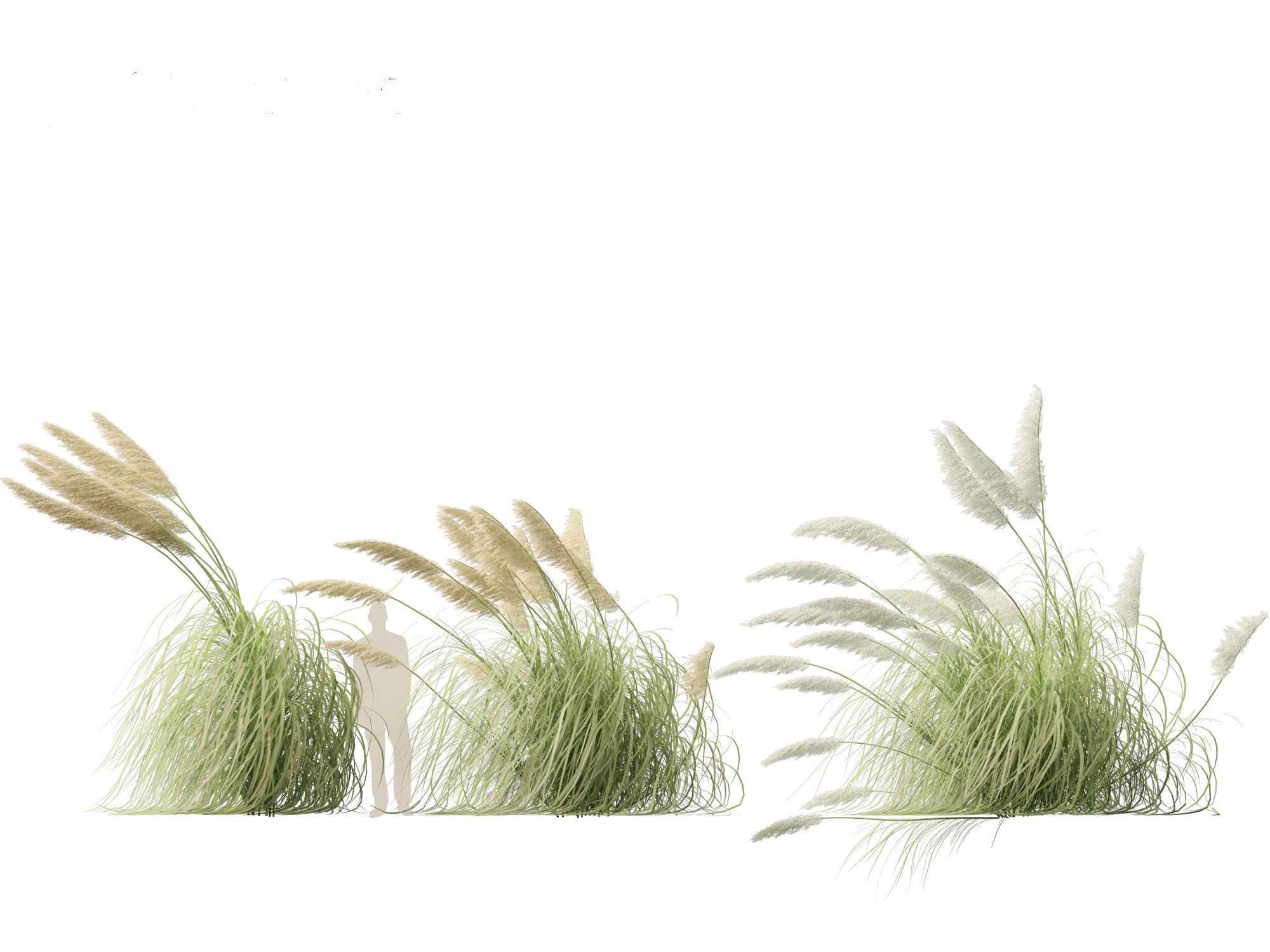 Cortaderia selloana - Pampas grass 06 3D model_6