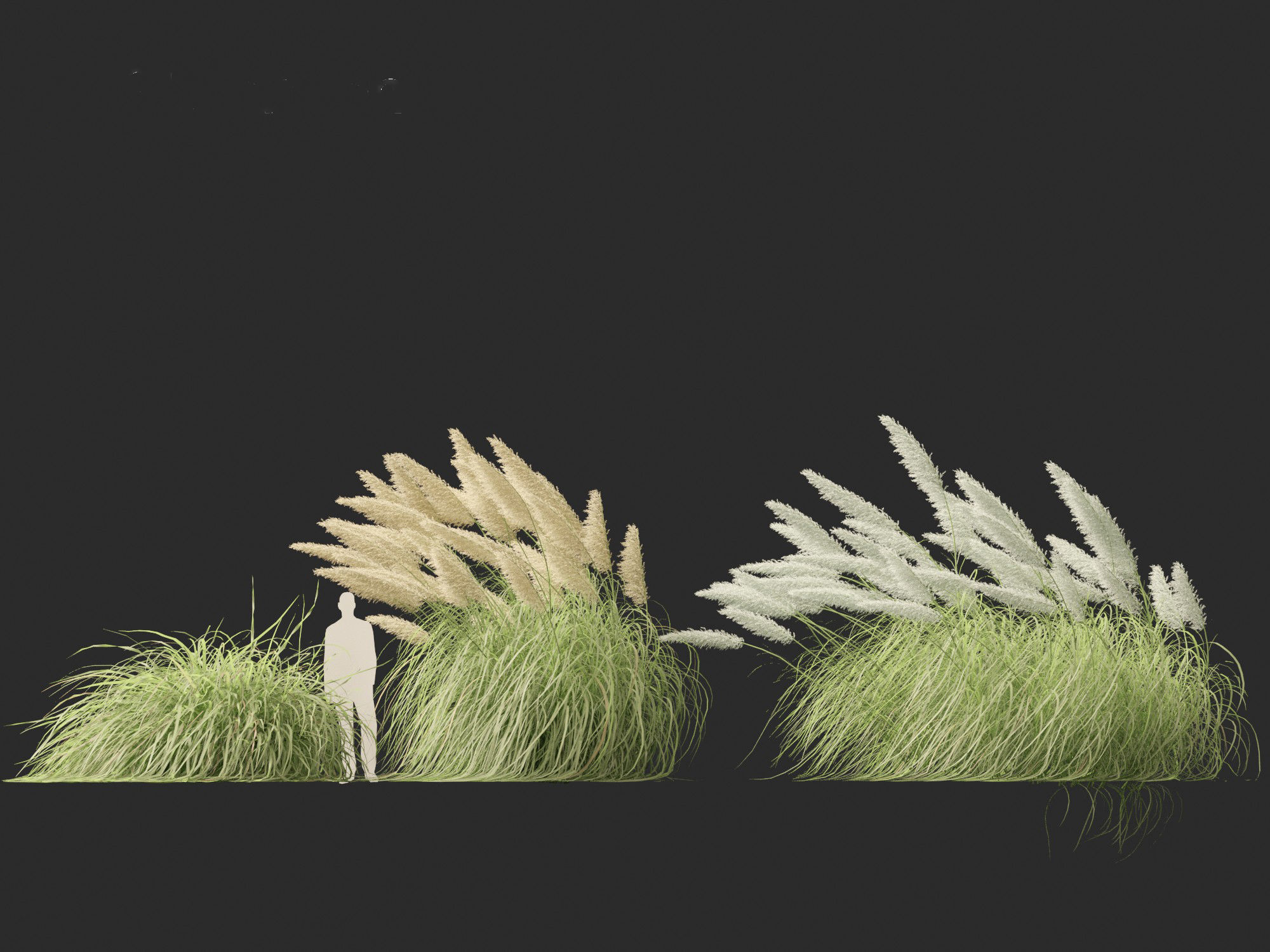 Cortaderia selloana - Pampas grass 06 3D model_3