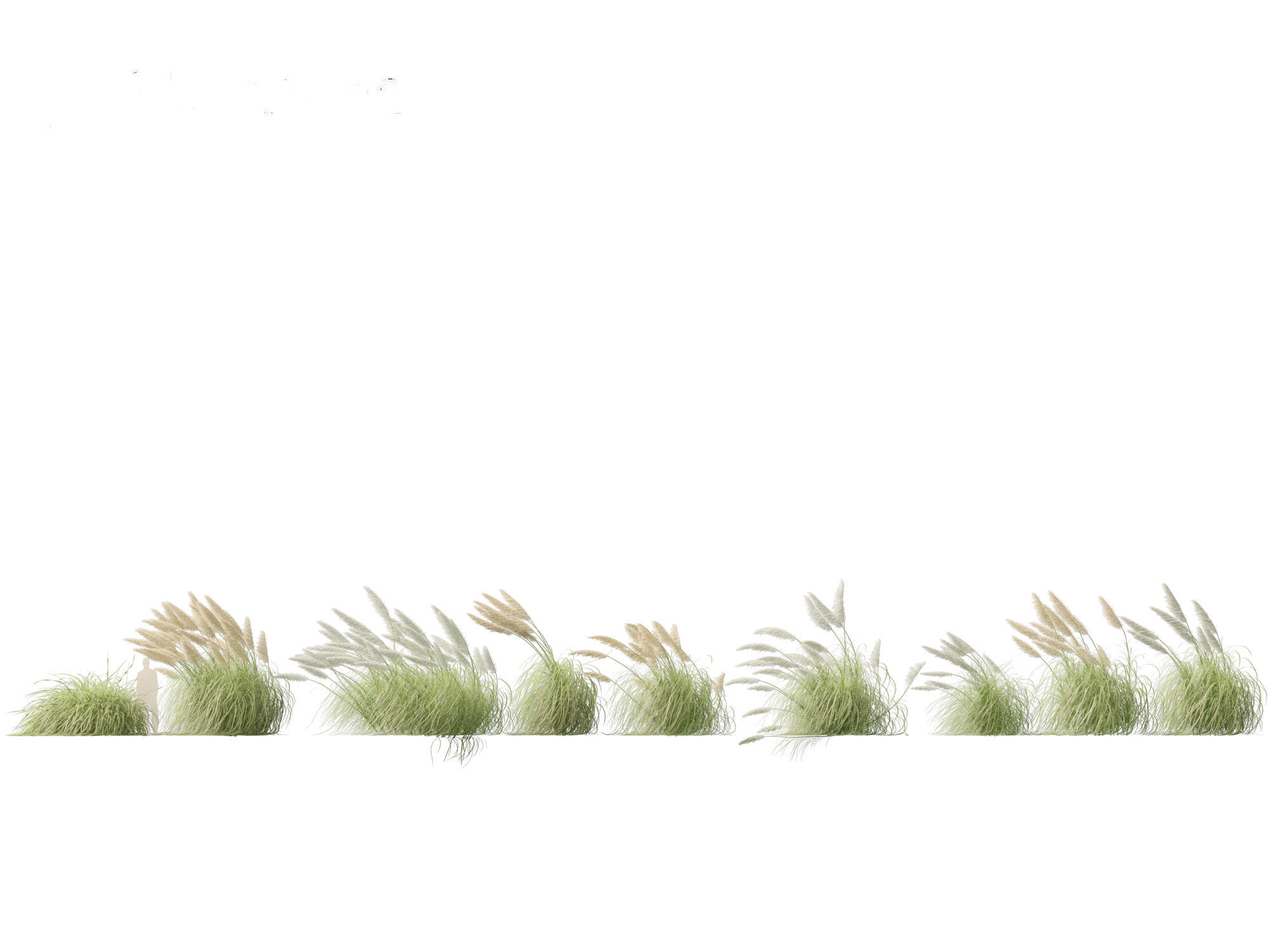Cortaderia selloana - Pampas grass 06 3D model_2