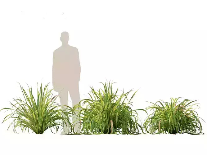 citratus - Lemongrass 01