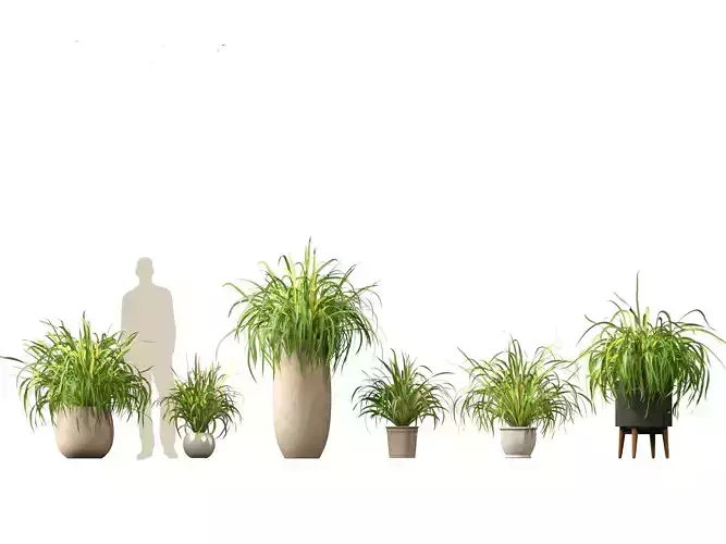 citratus - Lemongrass 02