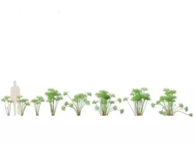 Cyperus papyrus - Bulrush 01