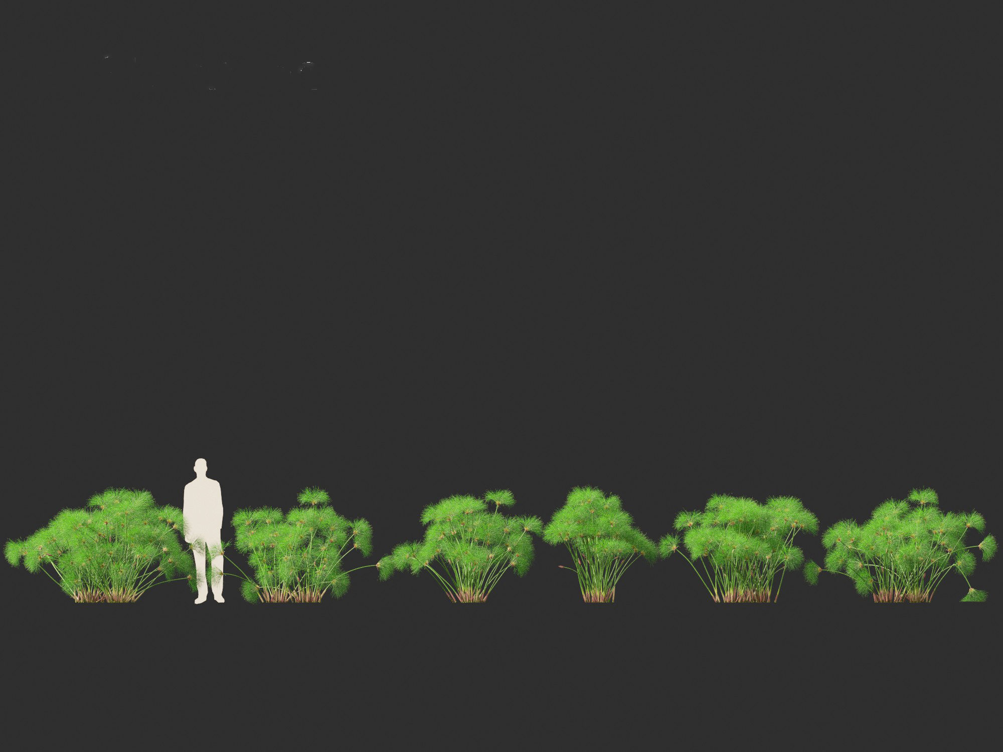 Cyperus papyrus - Bulrush 02 3D model_2