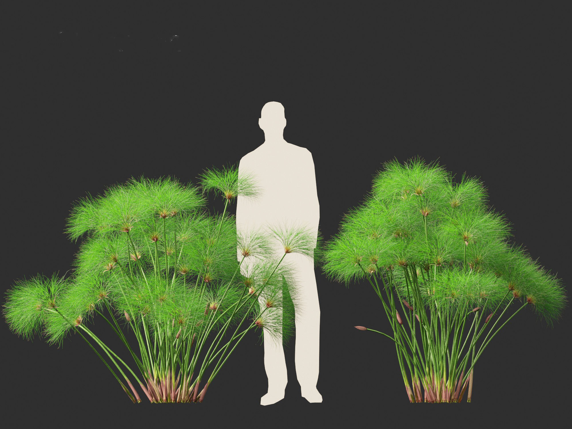 Cyperus papyrus - Bulrush 02 3D model_6