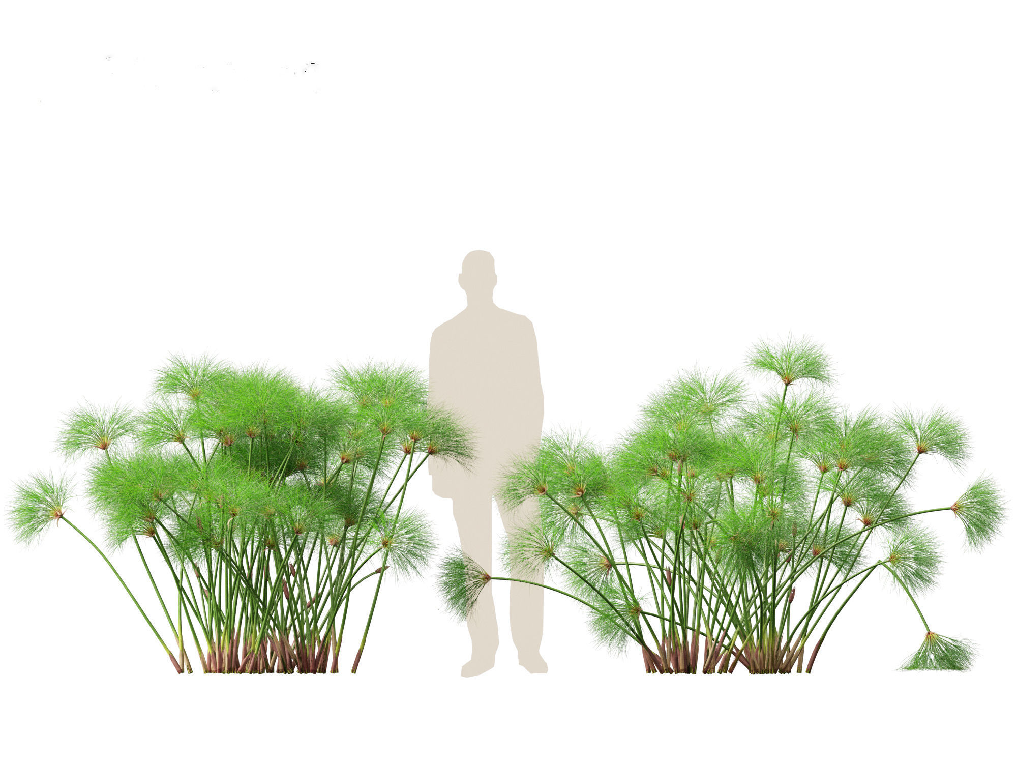 Cyperus papyrus - Bulrush 02 3D model_7