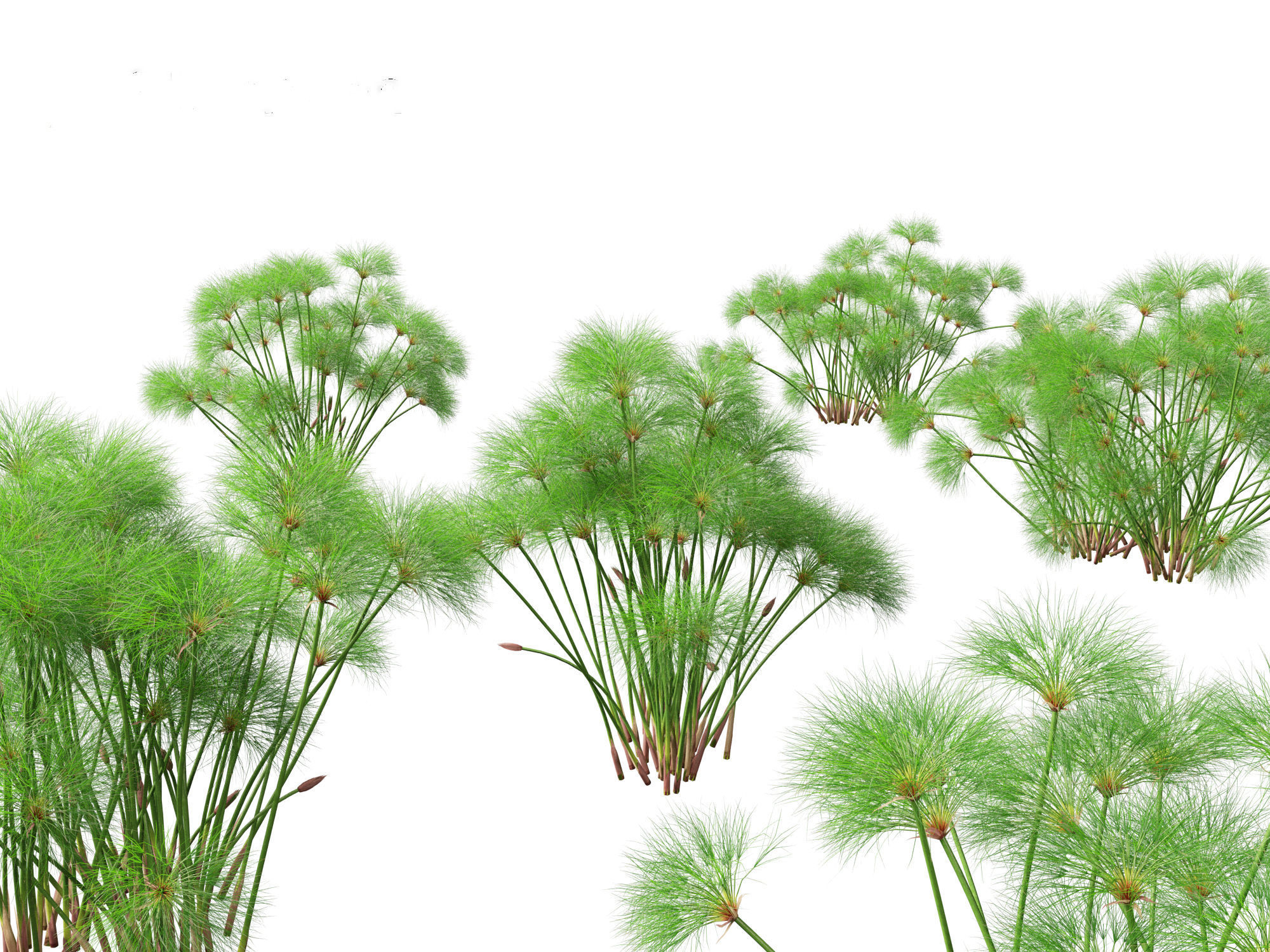 Cyperus papyrus - Bulrush 02 3D model_9