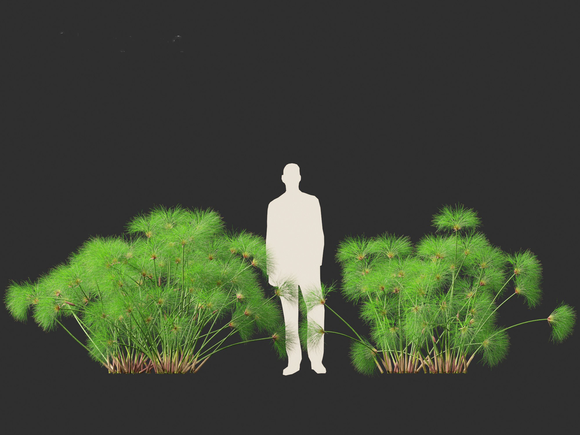 Cyperus papyrus - Bulrush 02 3D model_4