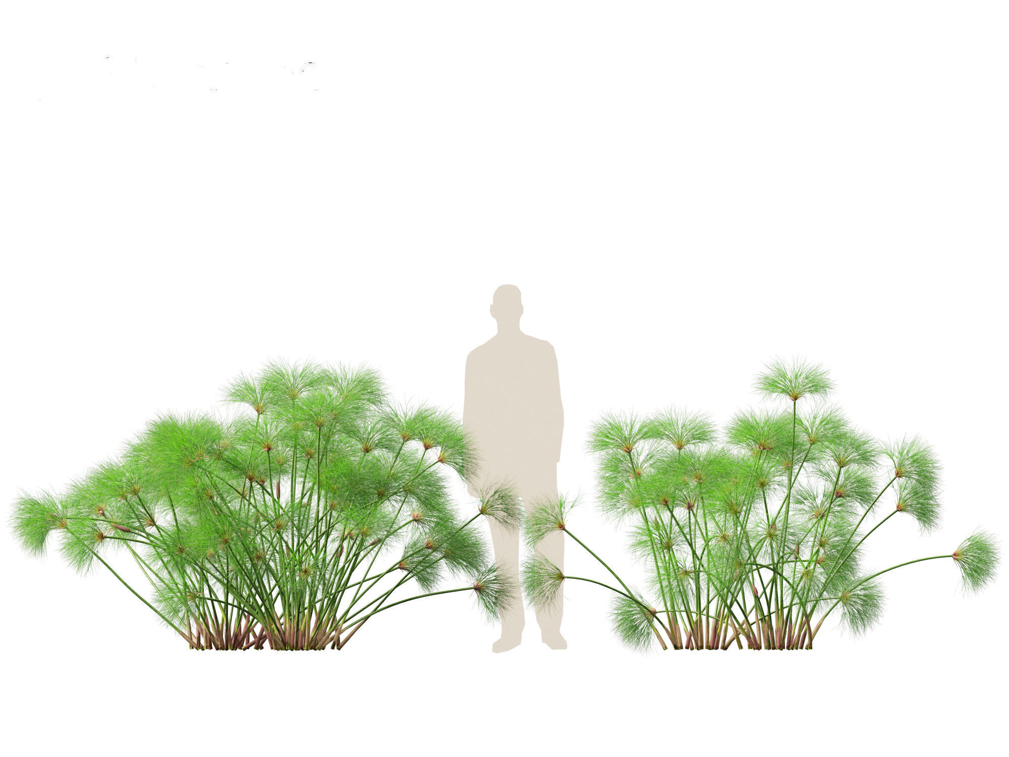 Cyperus papyrus - Bulrush 02 3D model_3