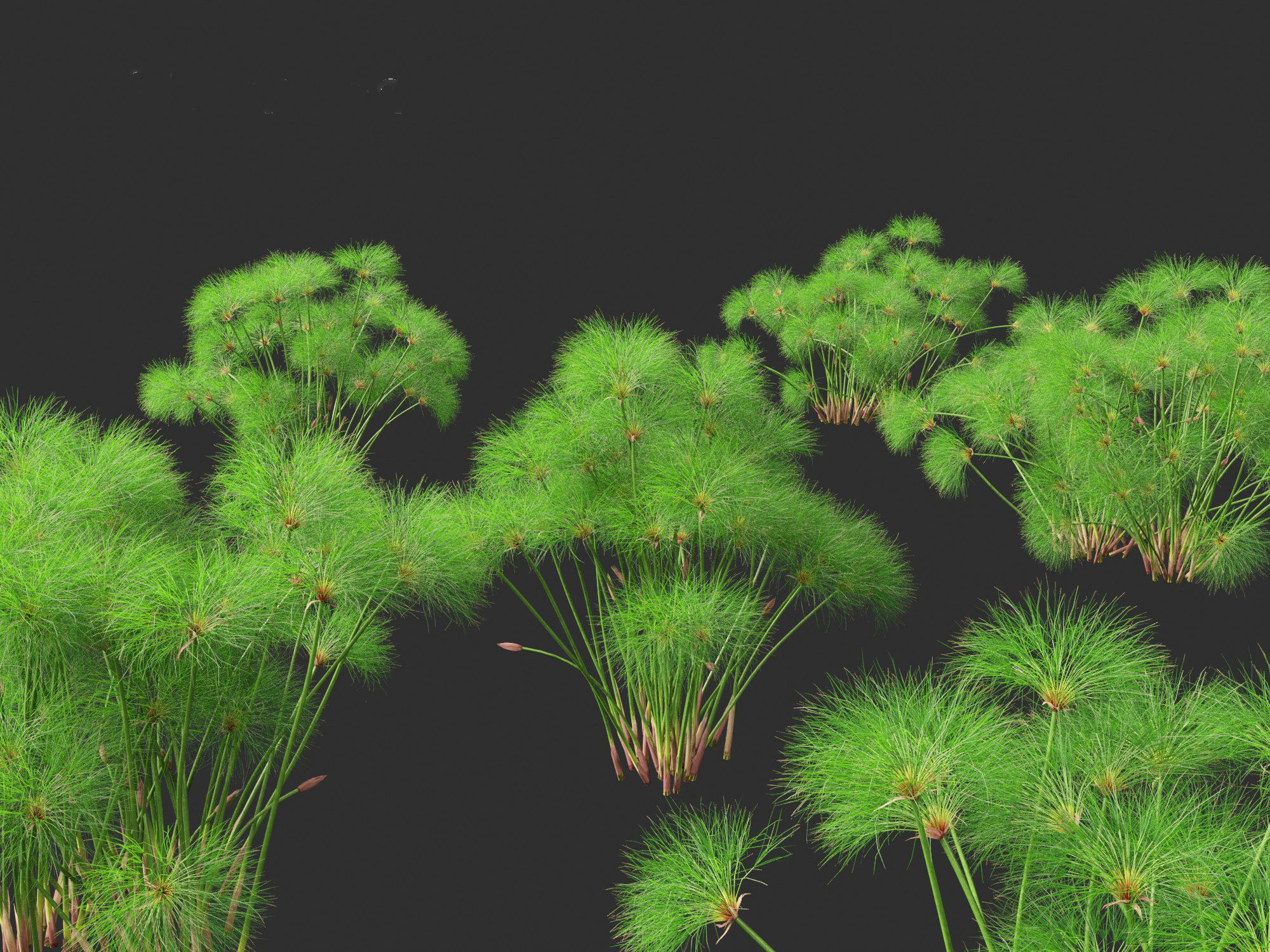 Cyperus papyrus - Bulrush 02 3D model_1