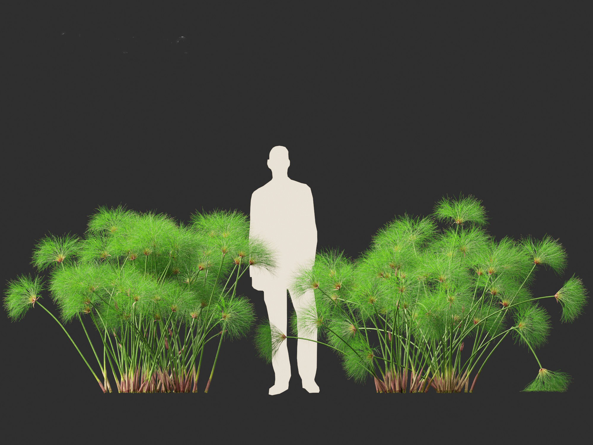 Cyperus papyrus - Bulrush 02 3D model_8