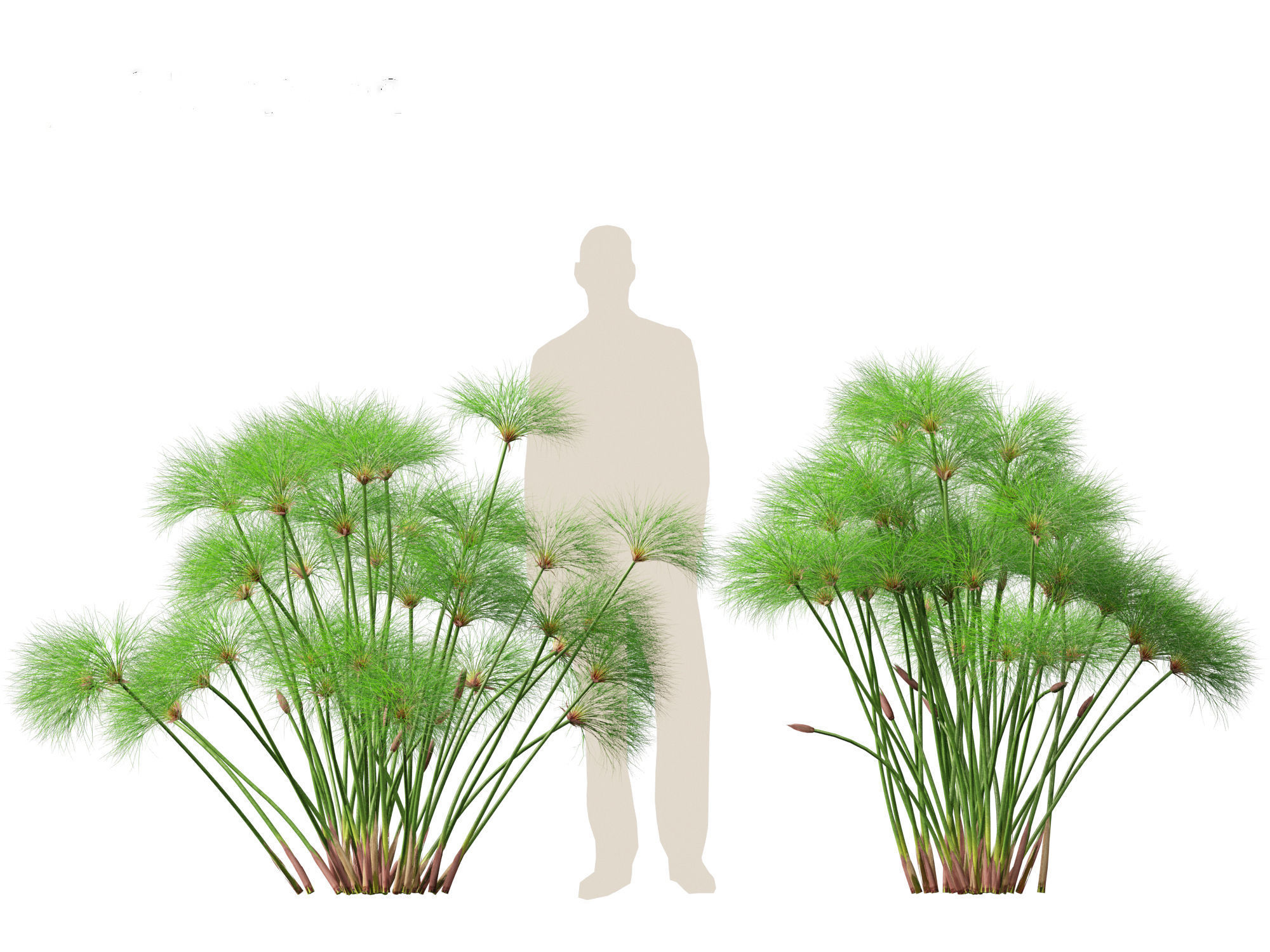 Cyperus papyrus - Bulrush 02 3D model_5