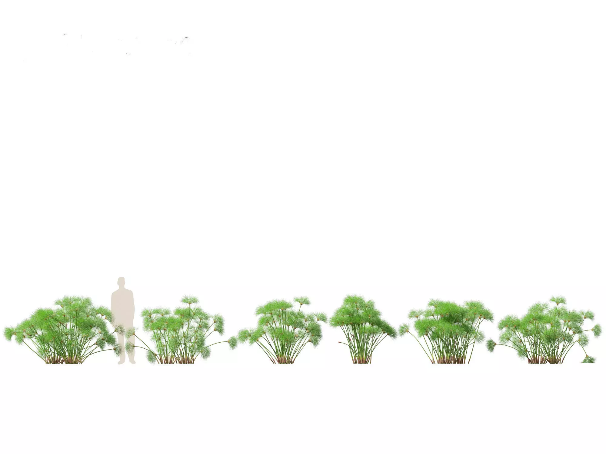 Cyperus papyrus - Bulrush 02 3D model_0