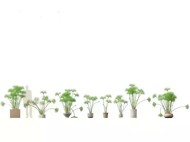 Cyperus papyrus - Bulrush 03