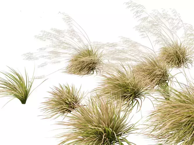 Deschampsia cespitosa Northern Lights - Tufted Hair Grass 02