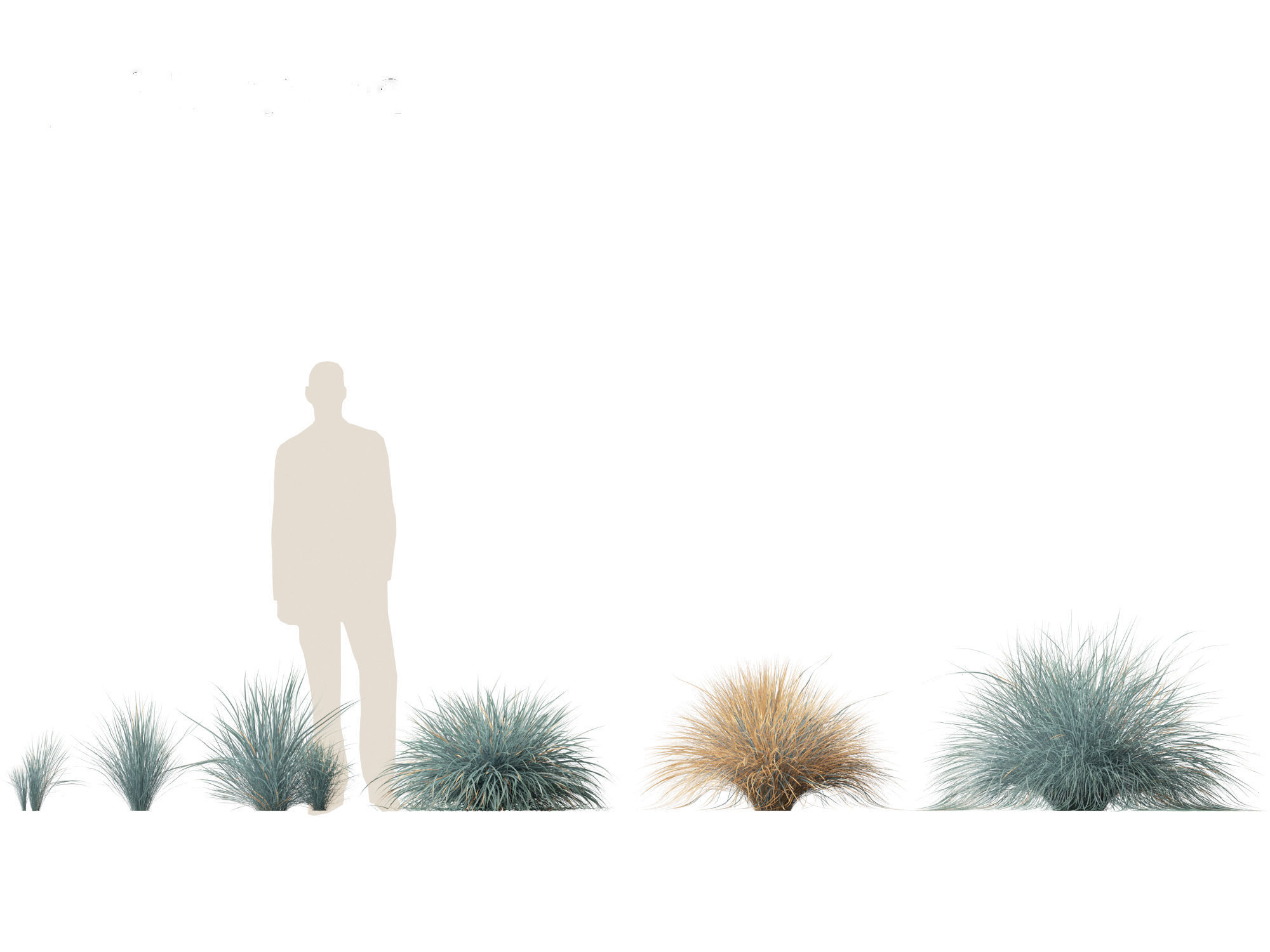 Helictotrichon sempervirens - Blue oat grass 01 3D model_2