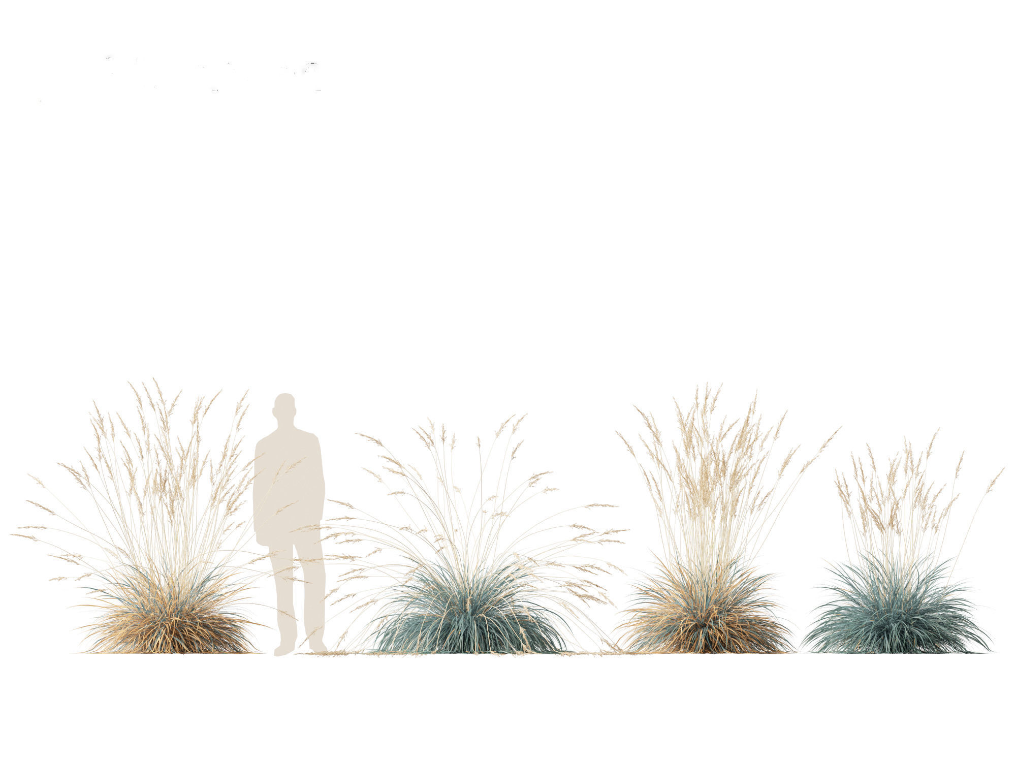 Helictotrichon sempervirens - Blue oat grass 01 3D model_6