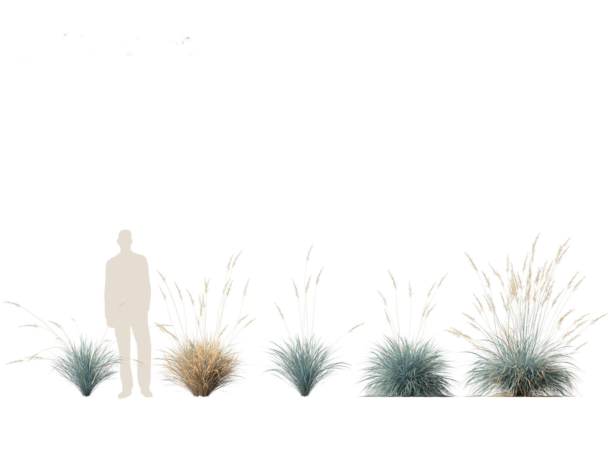 Helictotrichon sempervirens - Blue oat grass 01 3D model_4